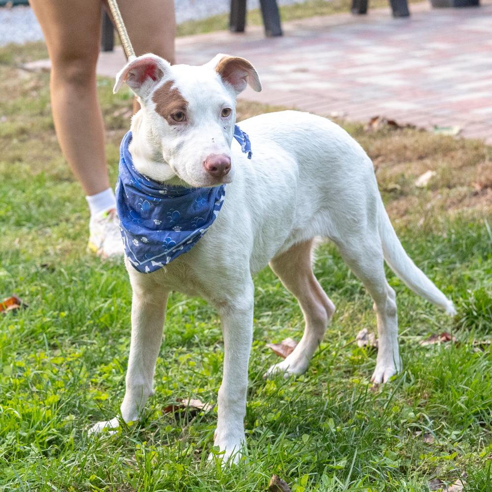 Enlarge Spot (Male) Avail 10/24, a Adoptable mixed breed in West Grove, PA image 4/6