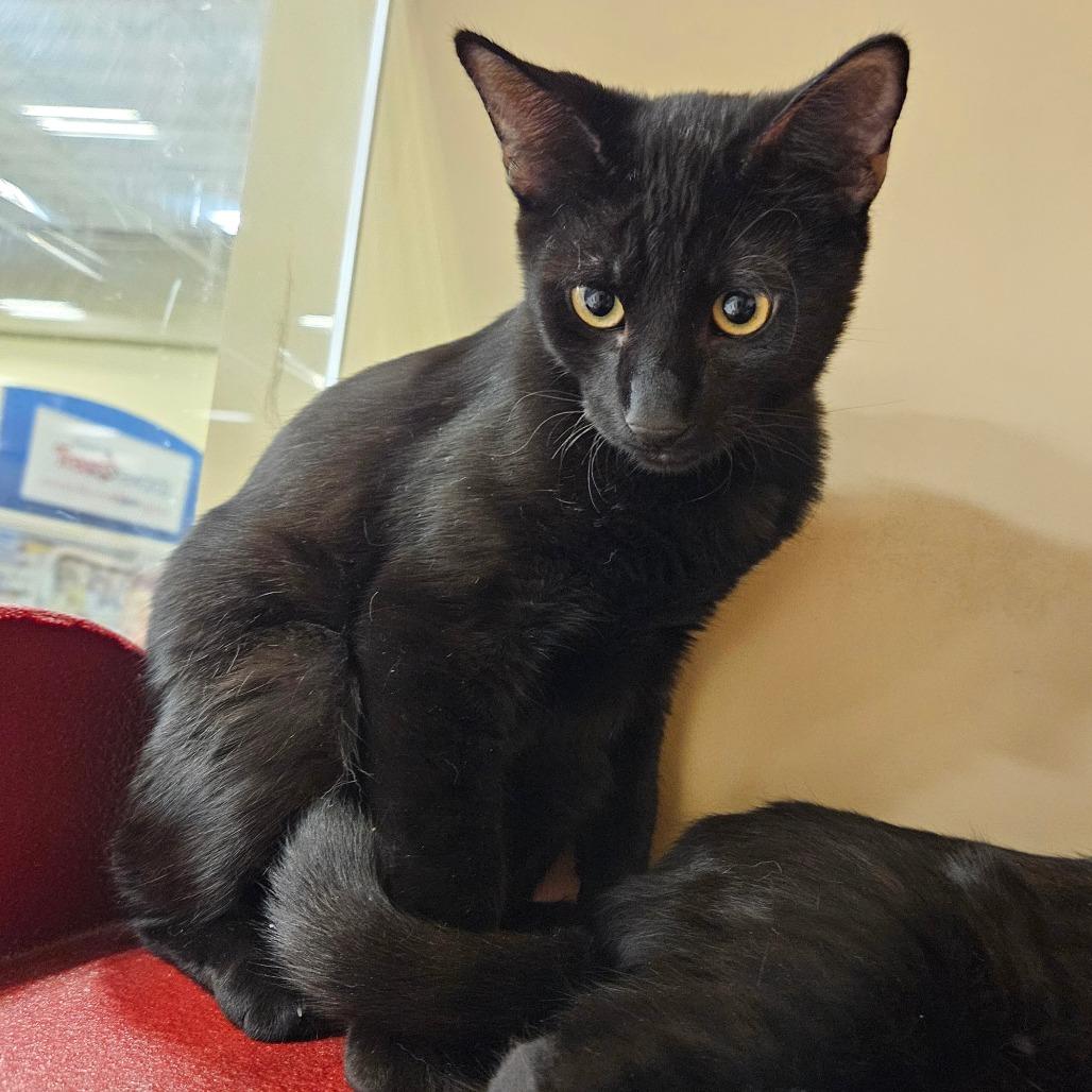 Elisa, Adoptable, Kitten Female Domestic Short Hair.