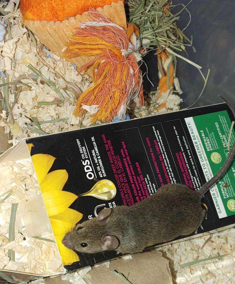 Chip, Adult Male Mouse