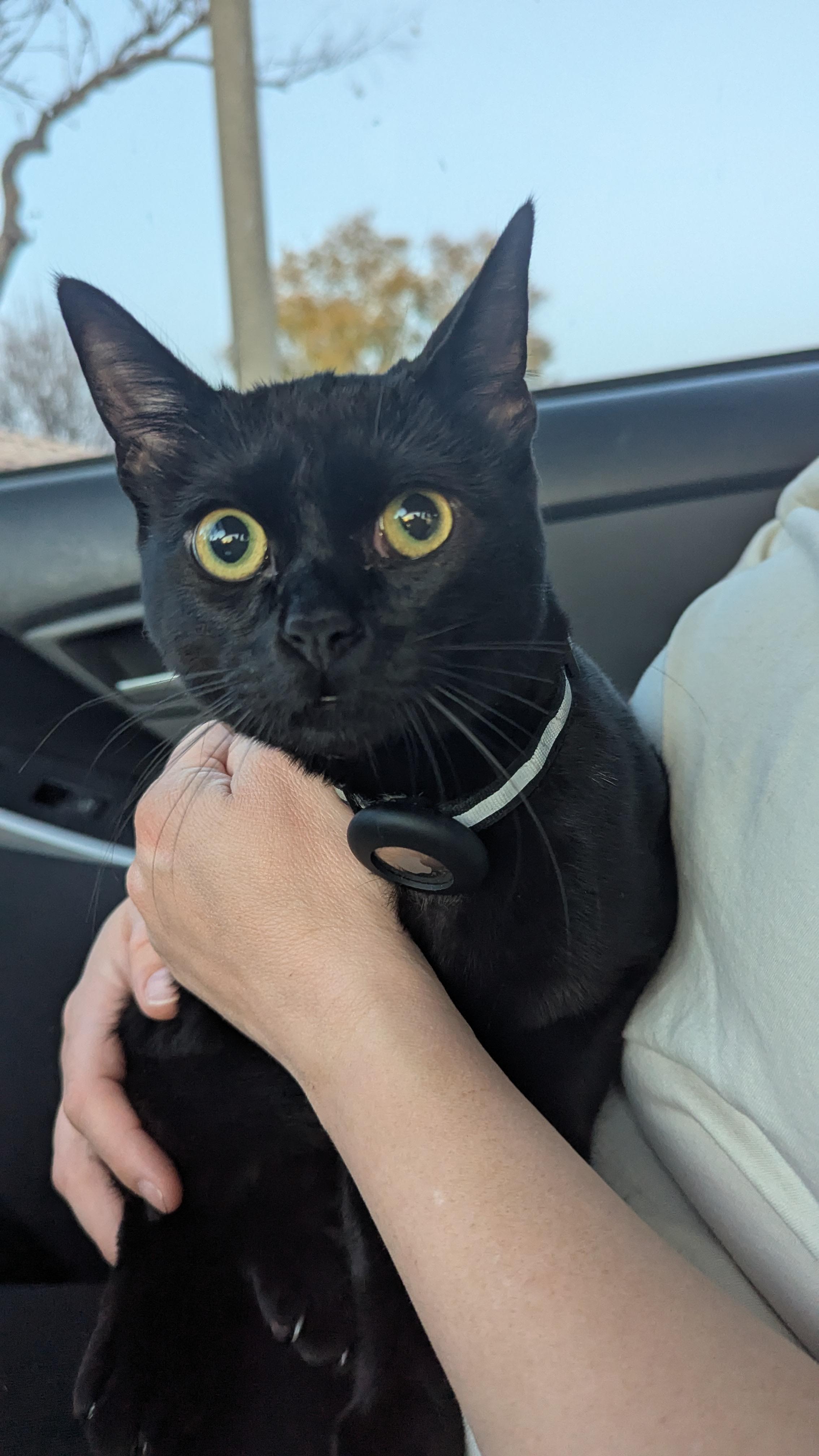 Batman, a Adopted Domestic Short Hair in San Diego, CA image 5/6