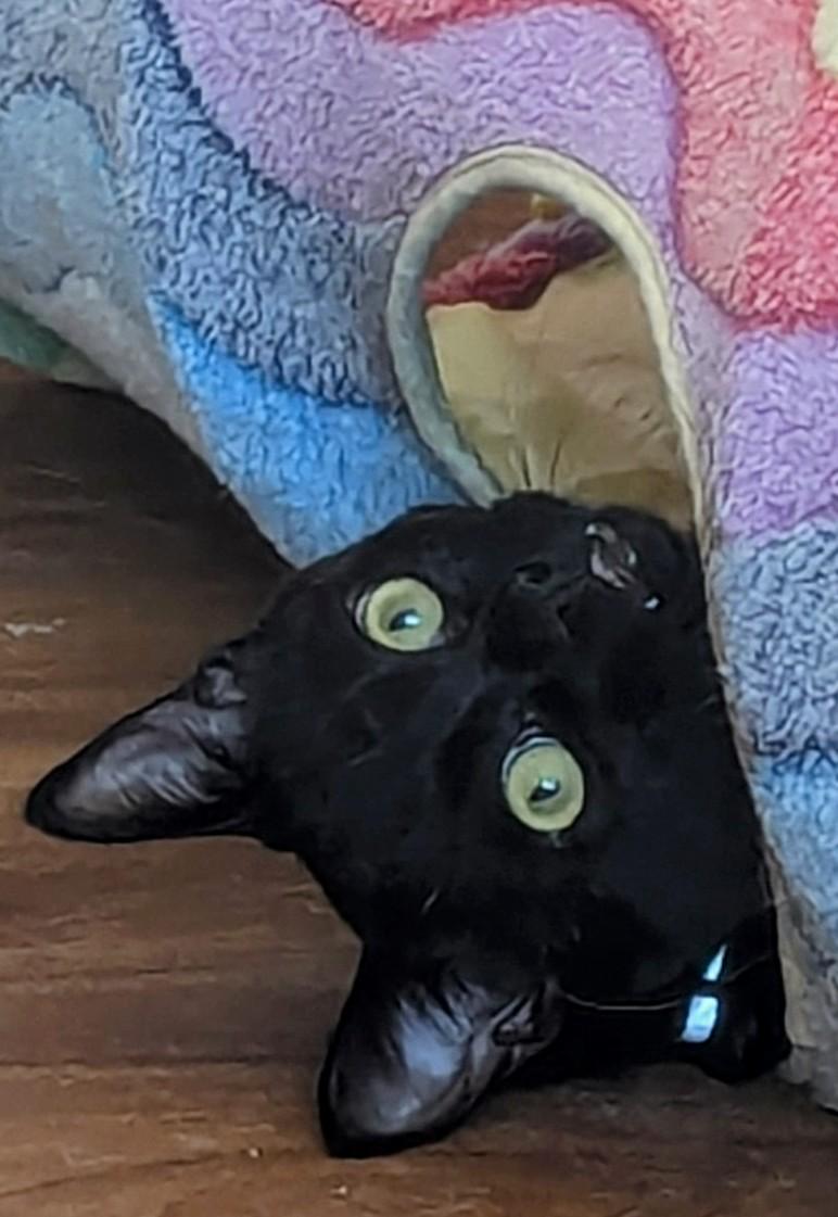 Batman, a Adopted Domestic Short Hair in San Diego, CA image 2/6