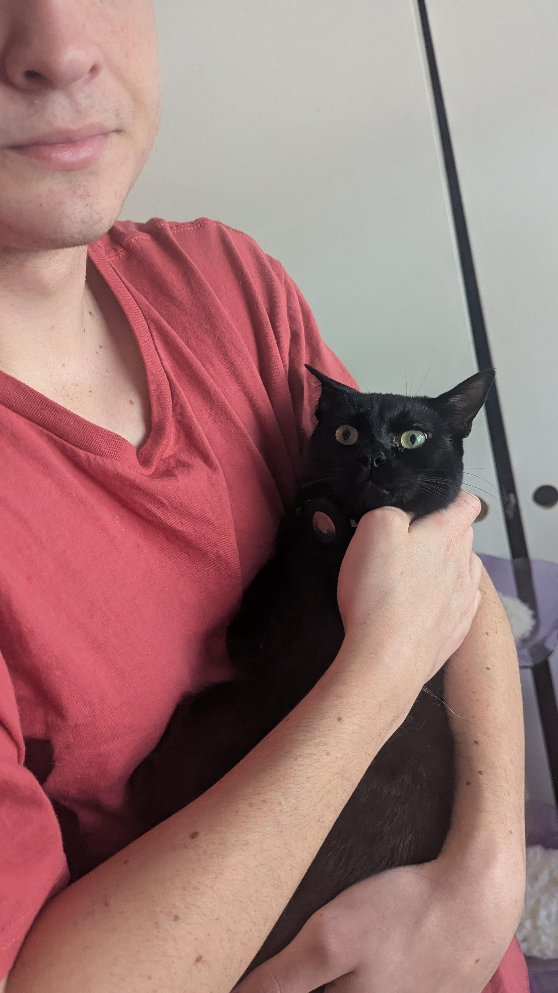 Batman, a Adopted Domestic Short Hair in San Diego, CA image 4/6