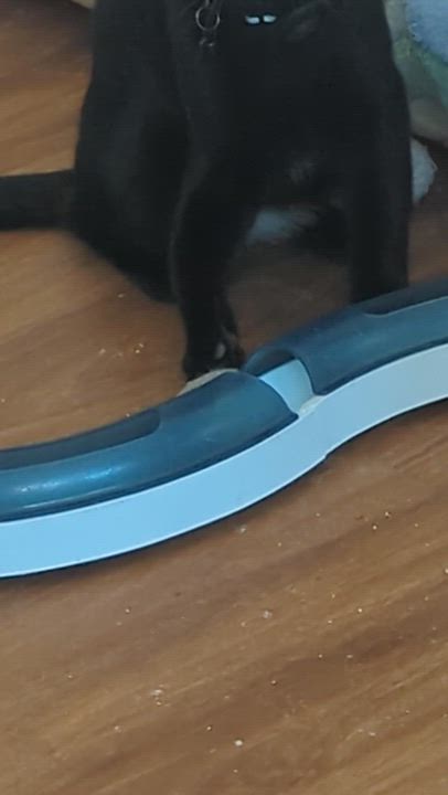 Enlarge Batman, a Adopted Domestic Short Hair in San Diego, CA video 1/6