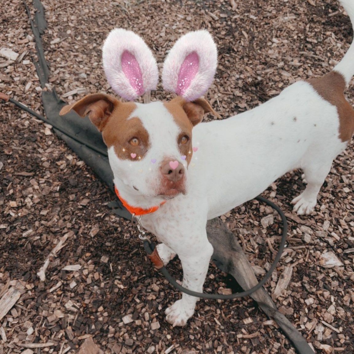 Enlarge Birdie, an adoptable mixed breed in Washington, PA image 1/6