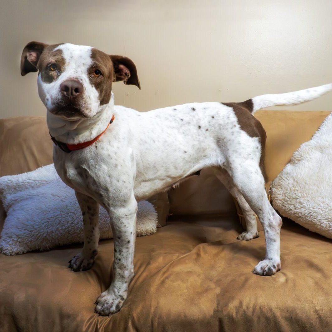 Enlarge Birdie, an adoptable mixed breed in Washington, PA image 1/6