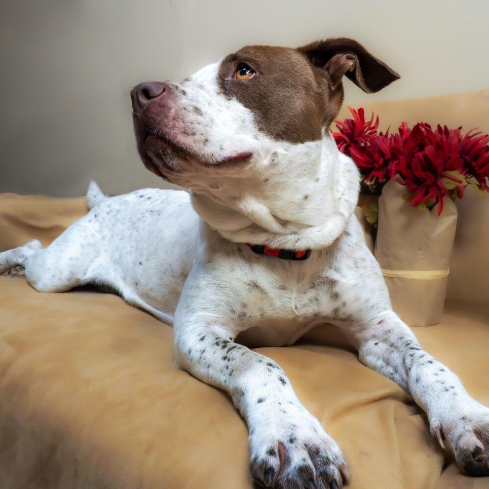 Enlarge Birdie, an adoptable mixed breed in Washington, PA image 2/6