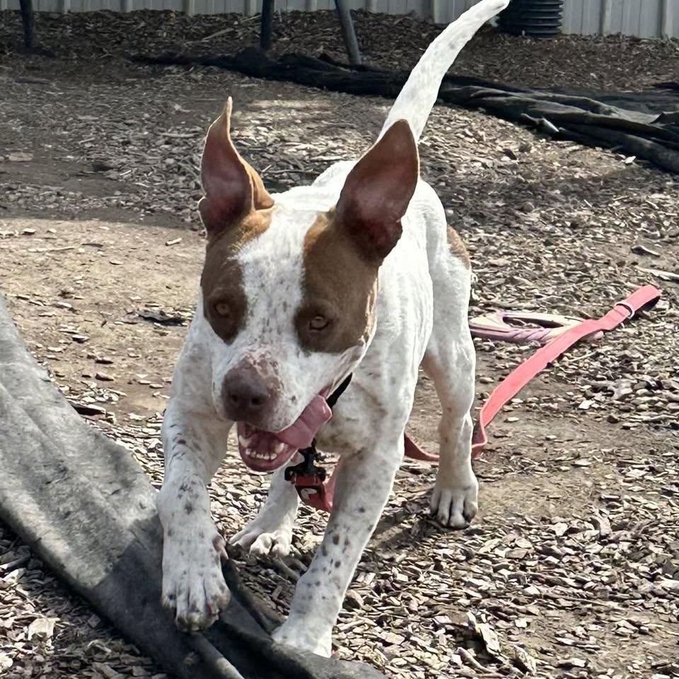 Enlarge Birdie, an adoptable mixed breed in Washington, PA image 5/5