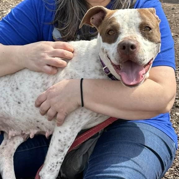 Birdie, adoptable, Adult Female American Staffordshire Terrier & Pointer.