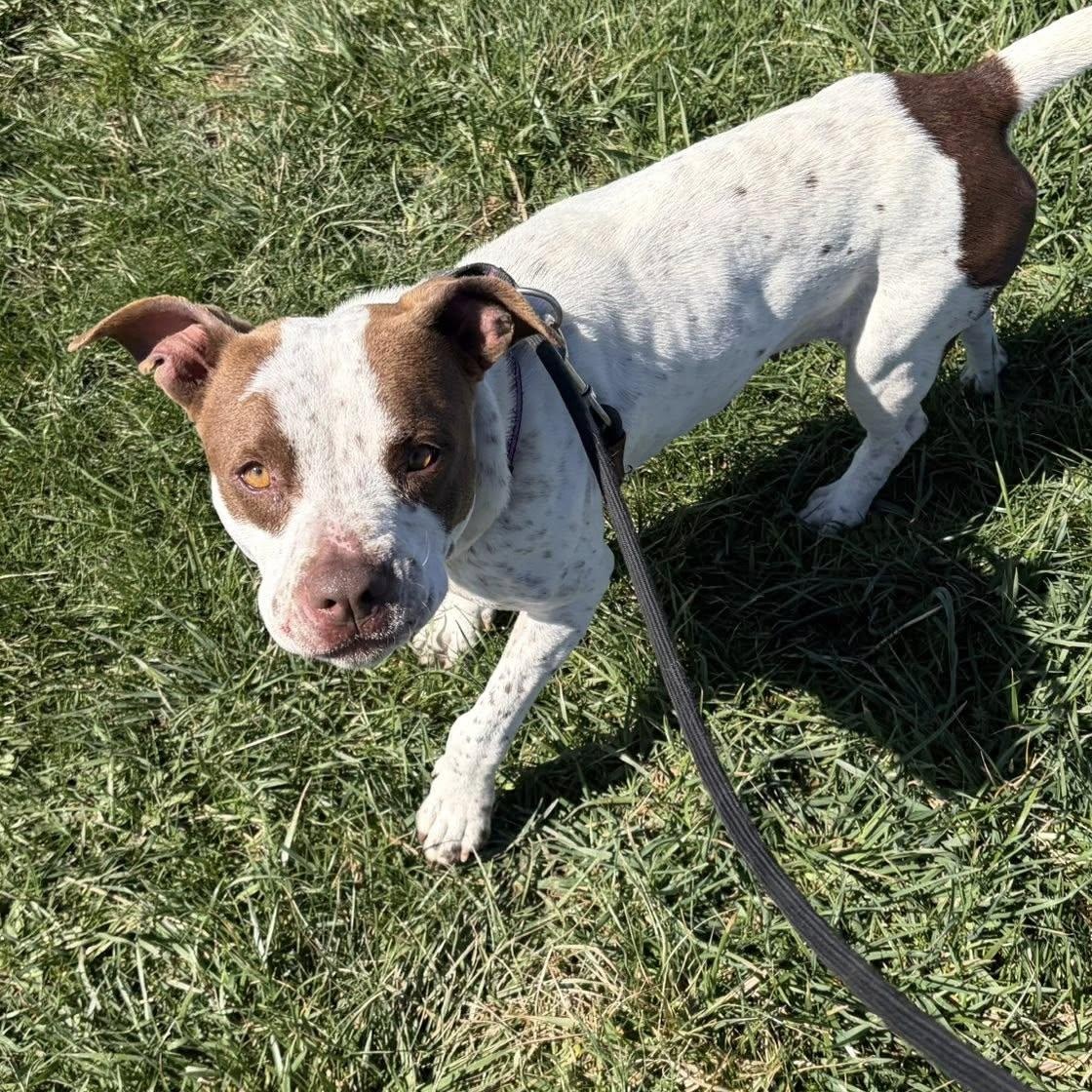 Enlarge Birdie, an adoptable mixed breed in Washington, PA image 5/6