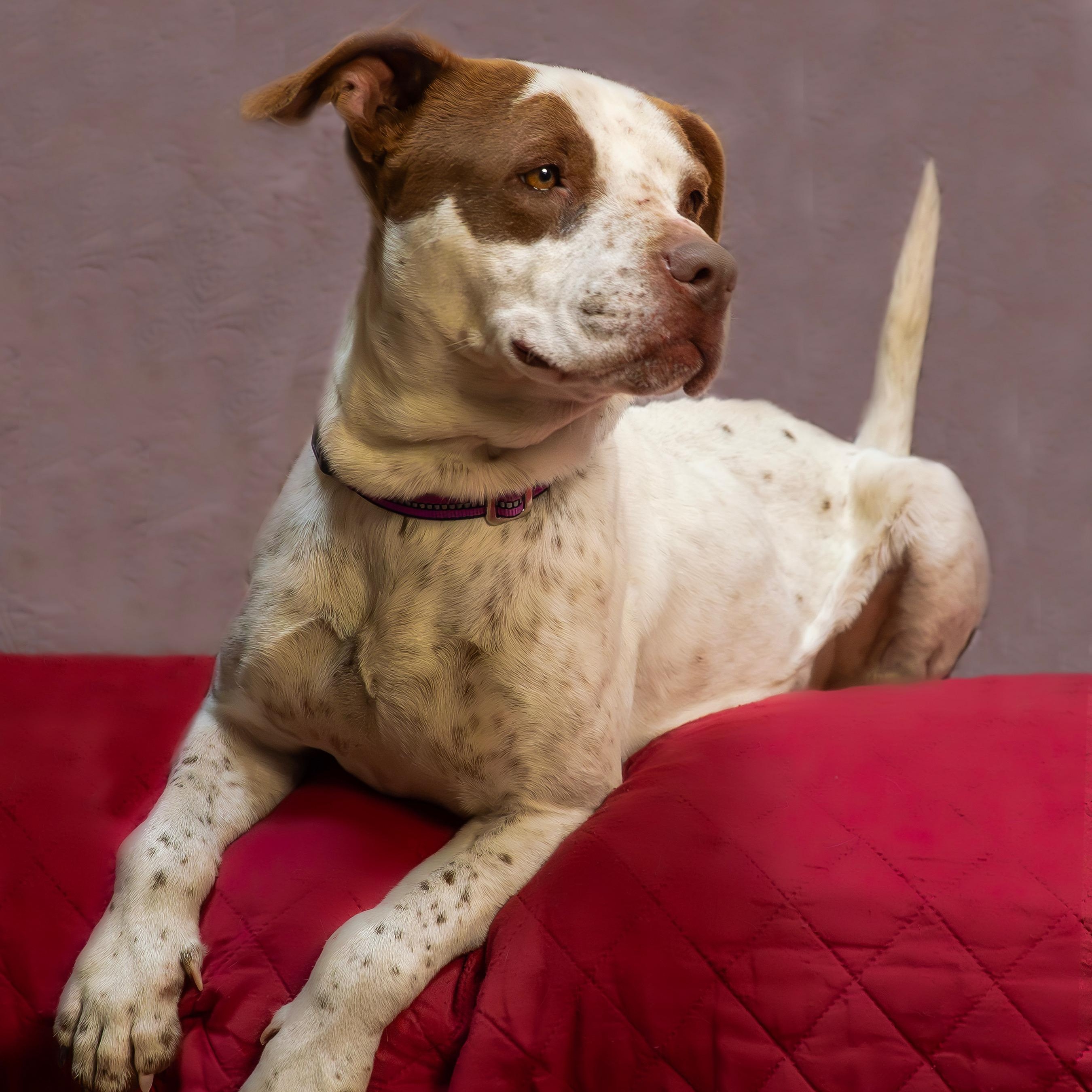 Birdie, adoptable, Adult Female American Staffordshire Terrier & Pointer.