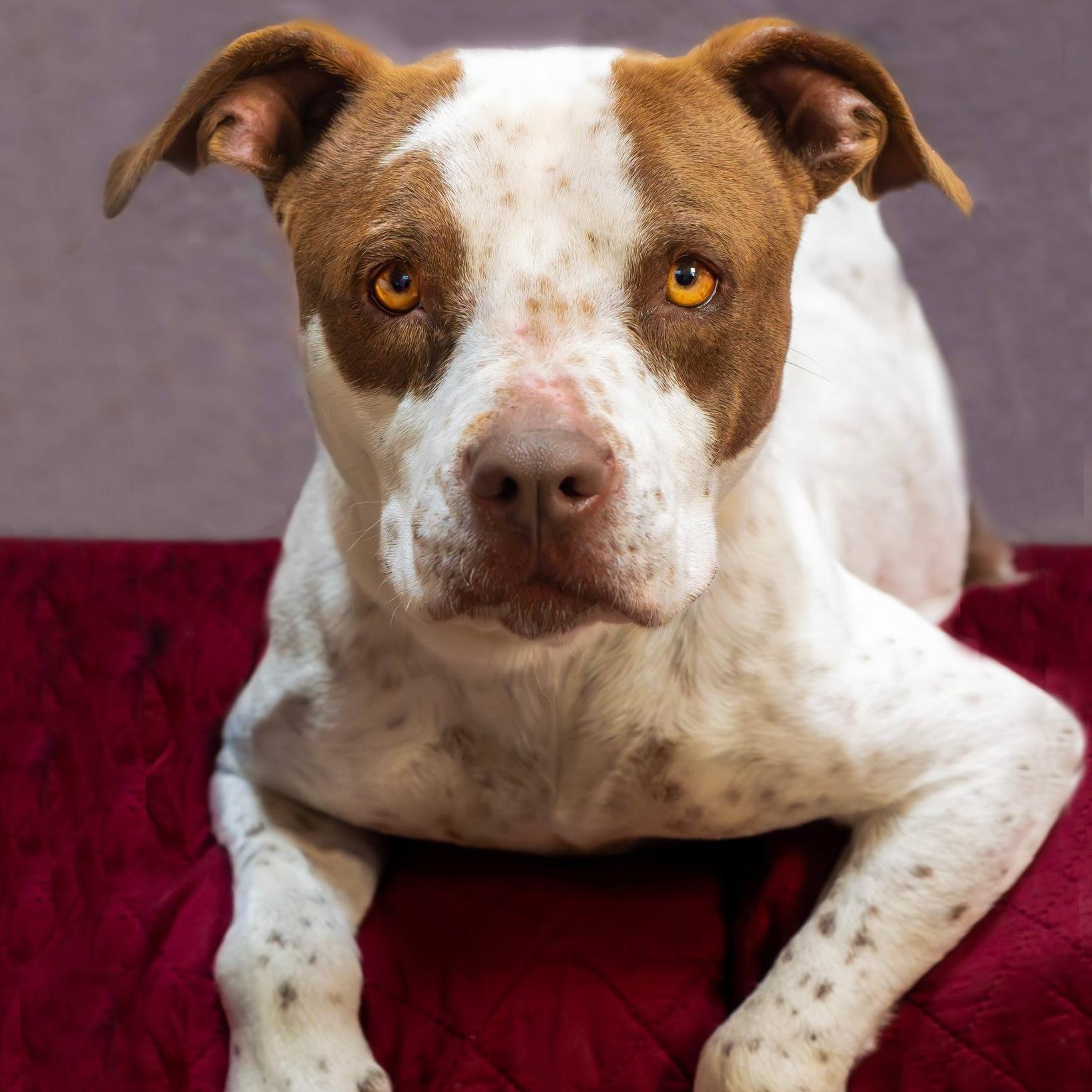 Birdie, an adoptable mixed breed in Washington, PA image 2/3