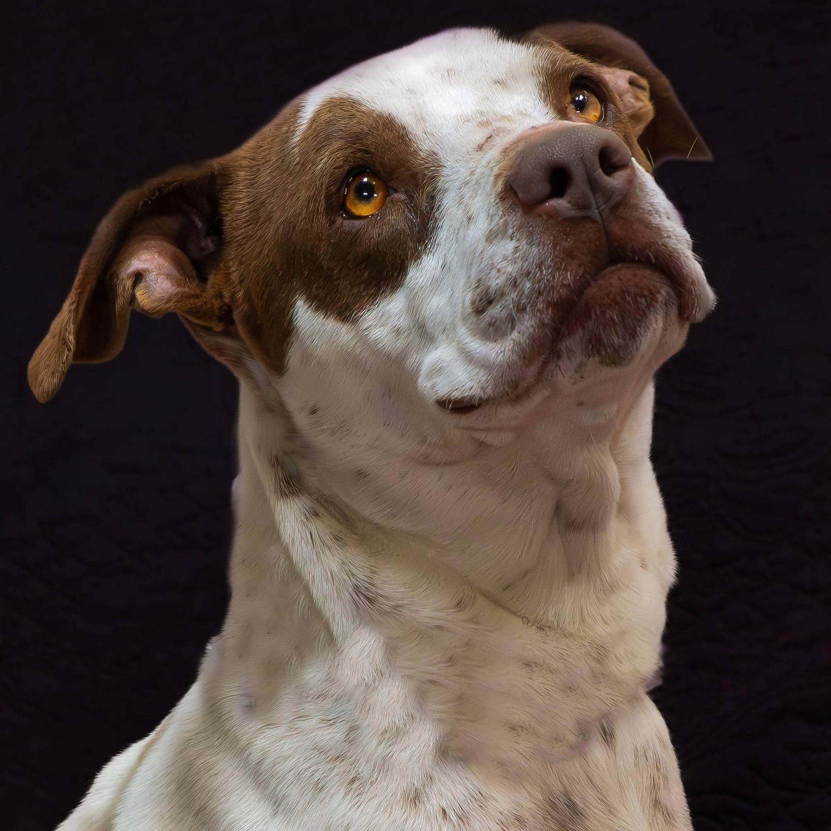 Birdie, an adoptable mixed breed in Washington, PA image 3/3