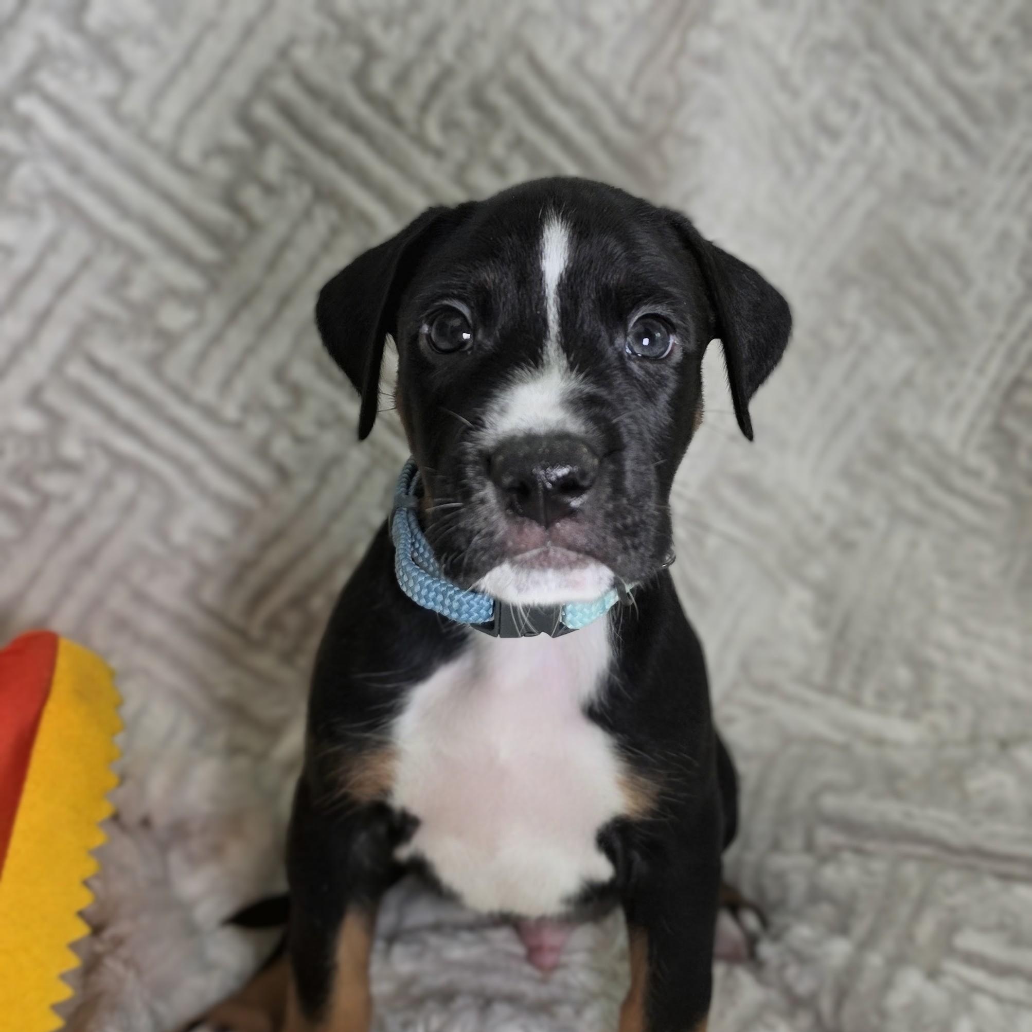 Enlarge Kai, a Adoptable mixed breed in Syracuse, NY image 2/5