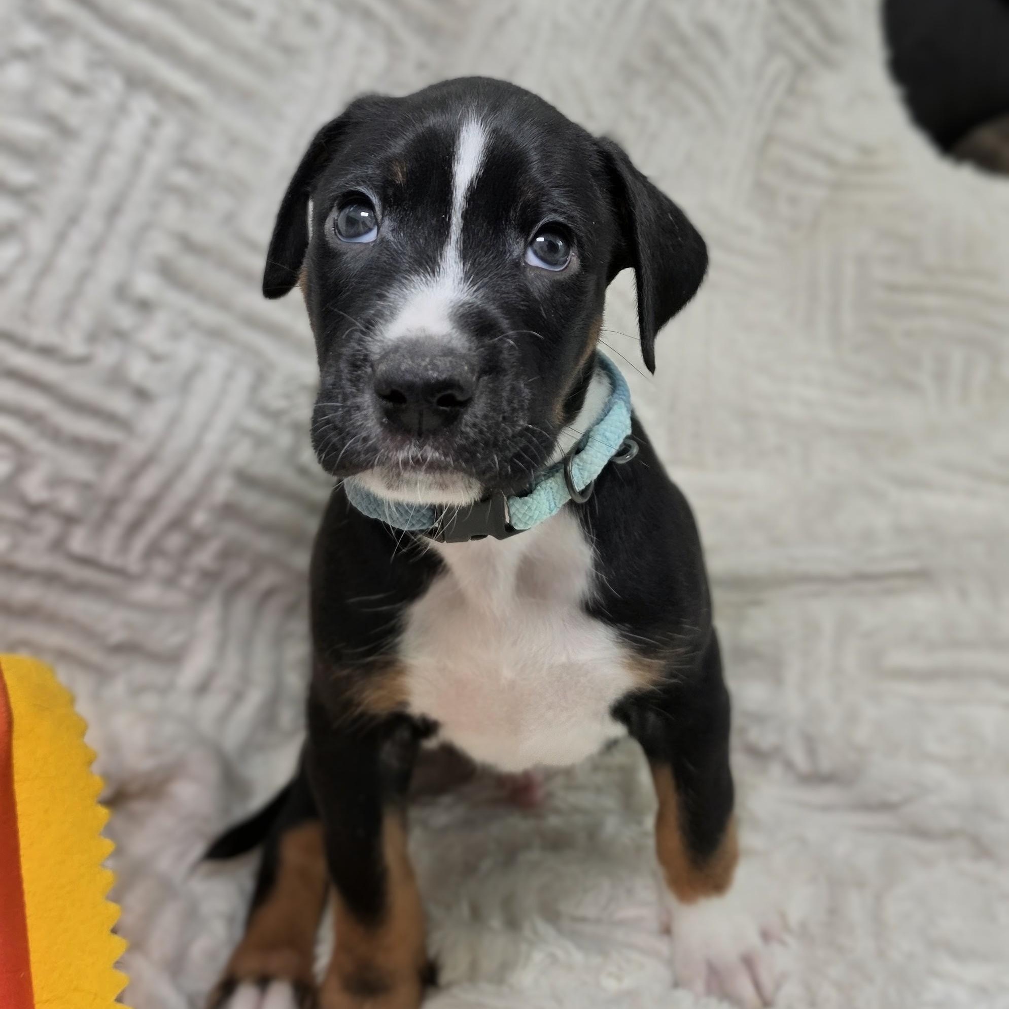 Enlarge Kai, a Adoptable mixed breed in Syracuse, NY image 4/5