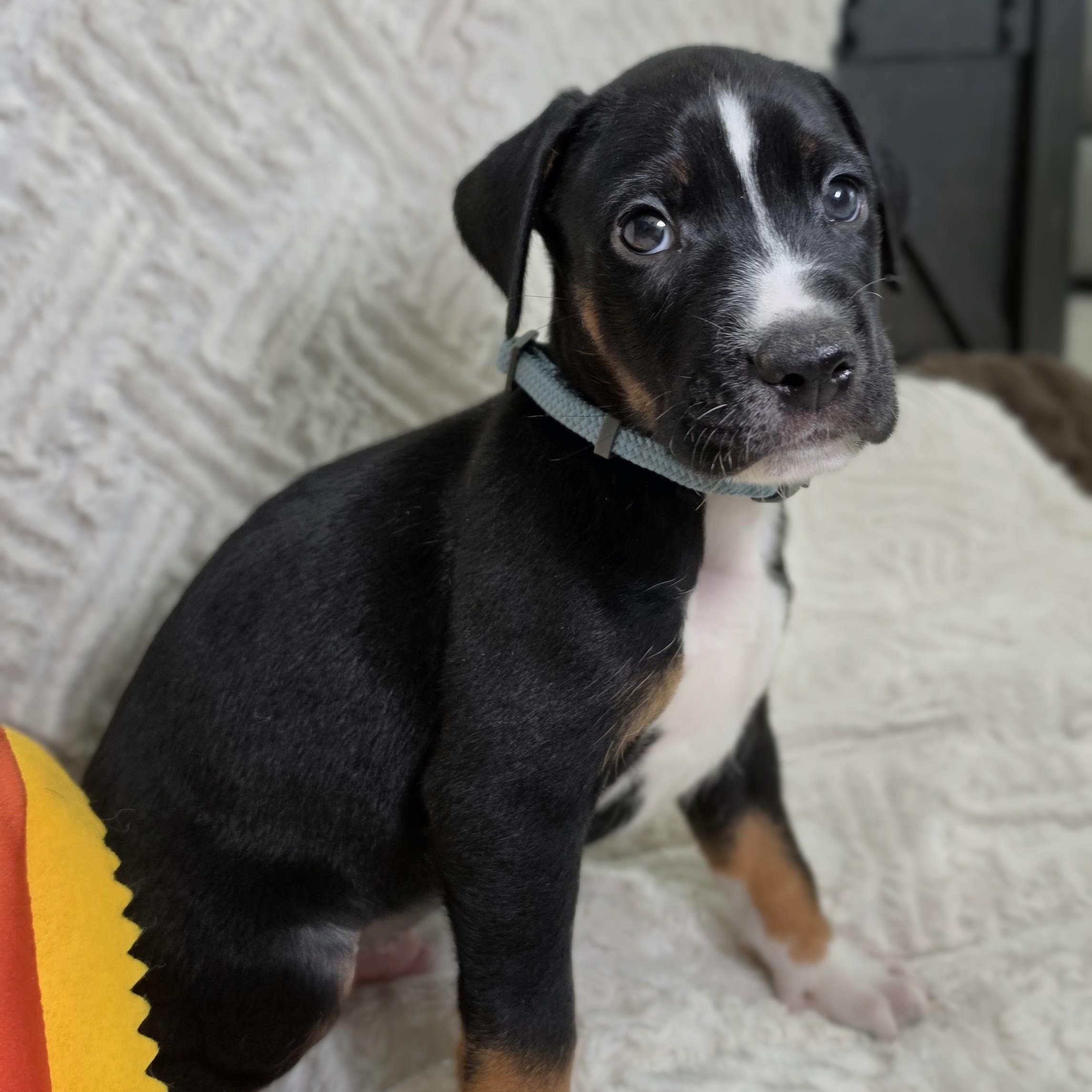 Enlarge Kai, a Adoptable mixed breed in Syracuse, NY image 5/5