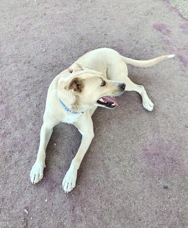 Enlarge Dobby (2), a Adoptable mixed breed in Mexicali, BCN image 4/5