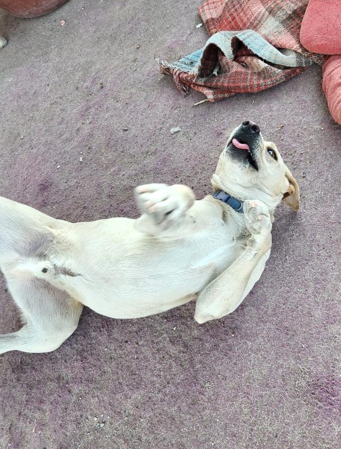 Enlarge Dobby (2), a Adoptable mixed breed in Mexicali, BCN image 2/5