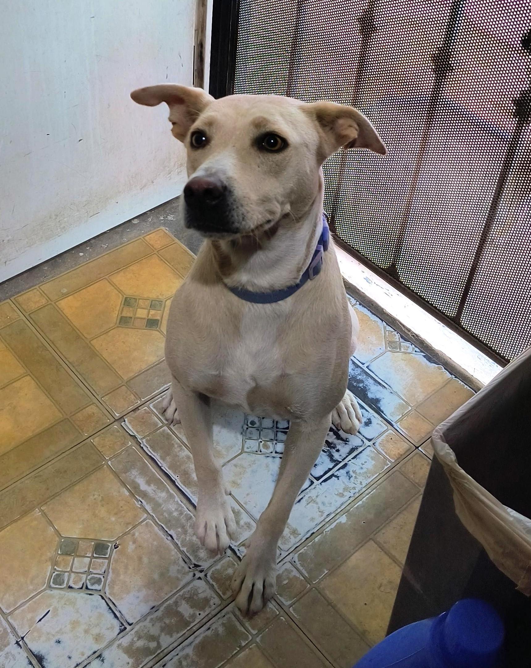 Dobby (2), Adoptable, Adult Male Yellow Labrador Retriever.