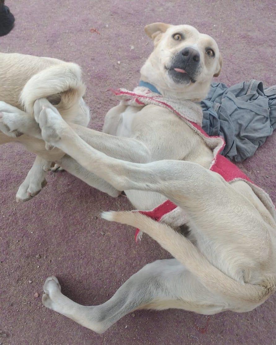 Dobby photo 3