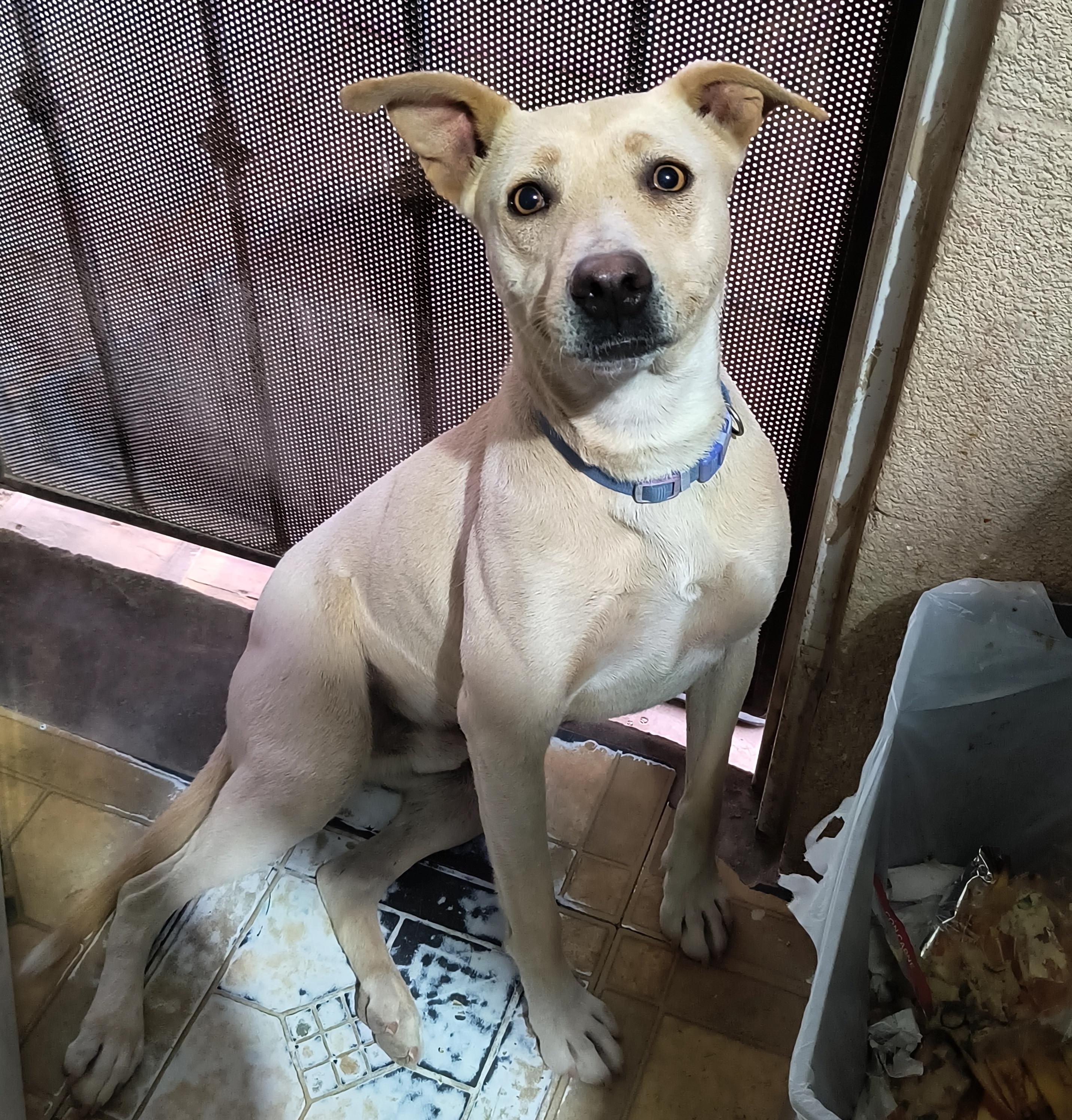 Dobby, Adult Male Yellow Labrador Retriever