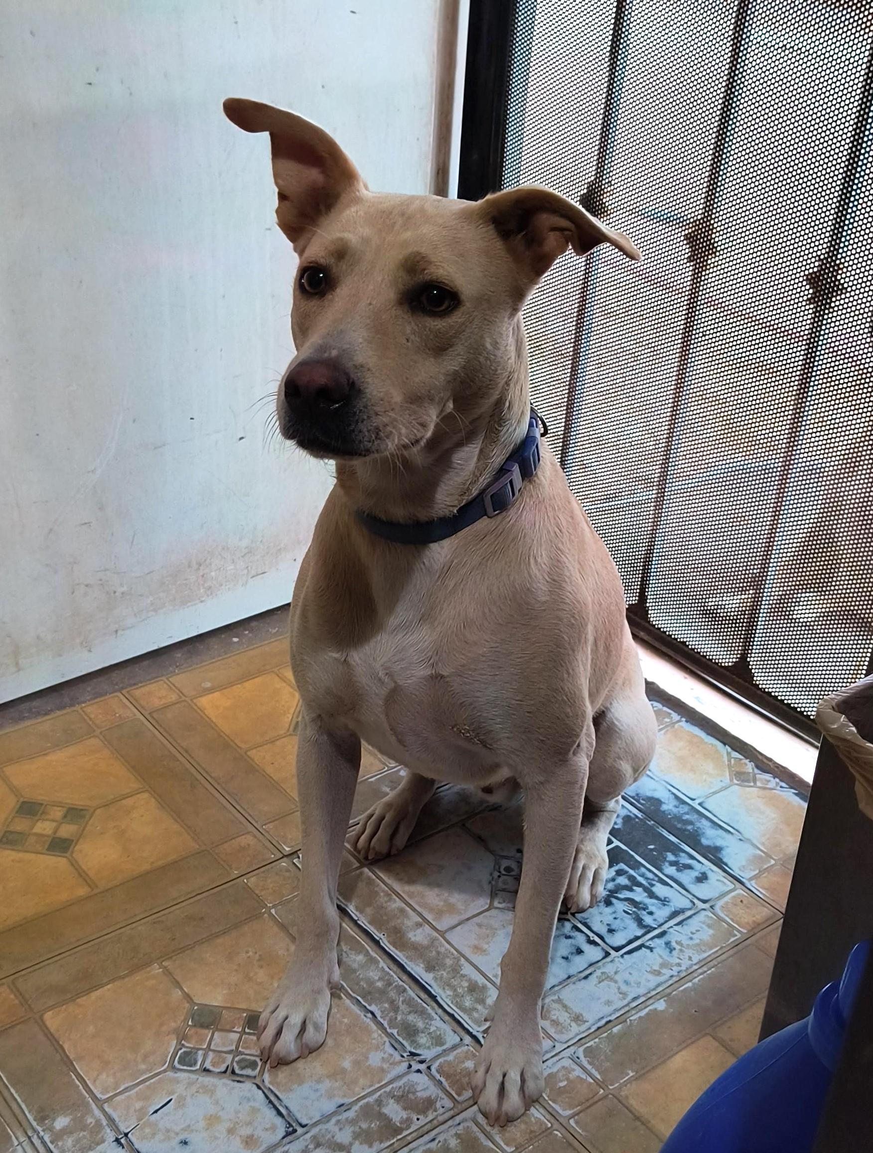 Dobby (2), a Adoptable mixed breed in Mexicali, BCN image 2/6