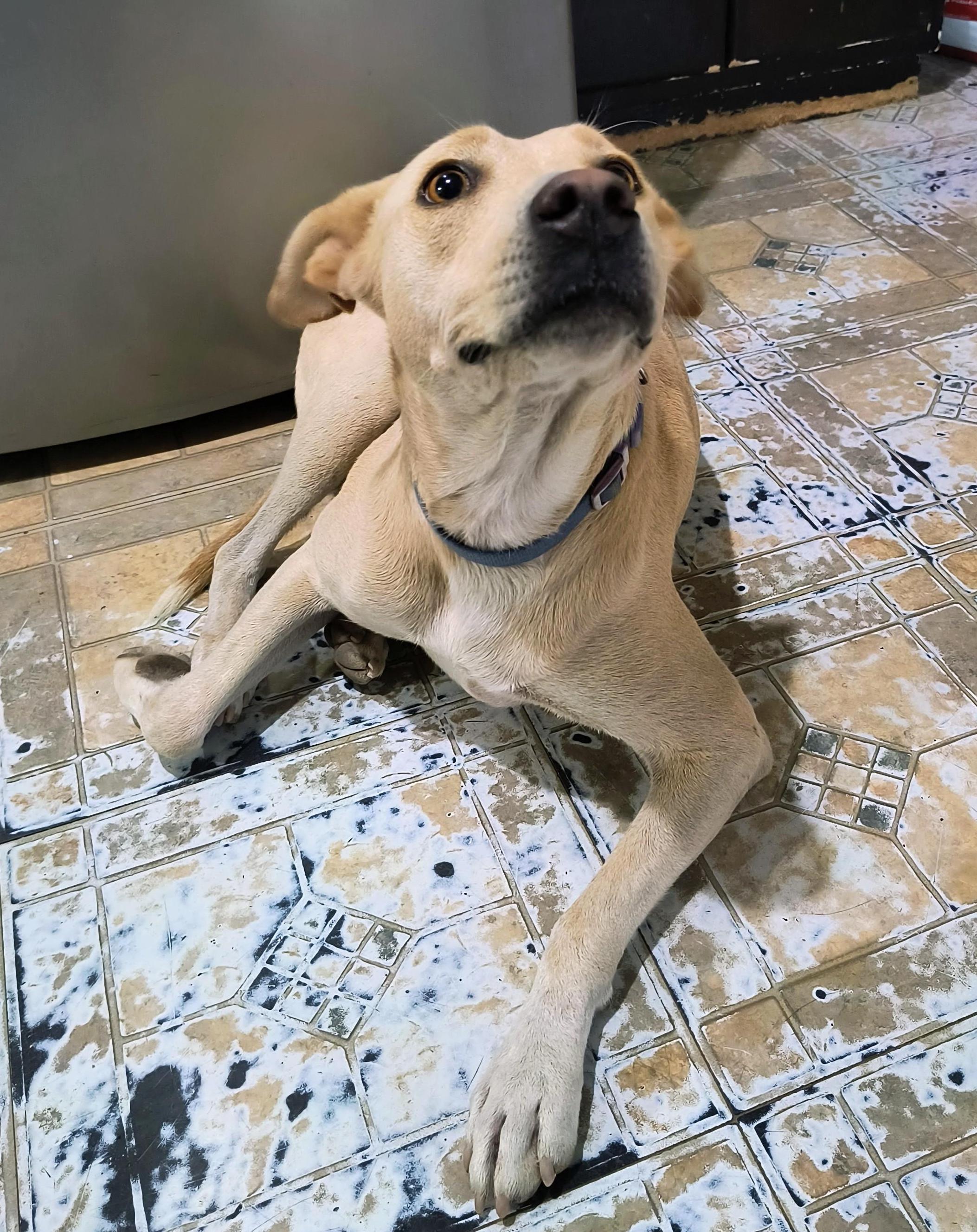 Dobby (2), a Adoptable mixed breed in Mexicali, BCN image 3/6