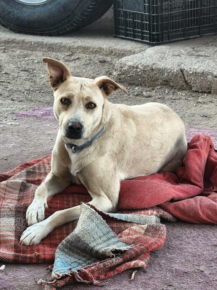 Enlarge Dobby (2), a Adoptable mixed breed in Mexicali, BCN image 1/5