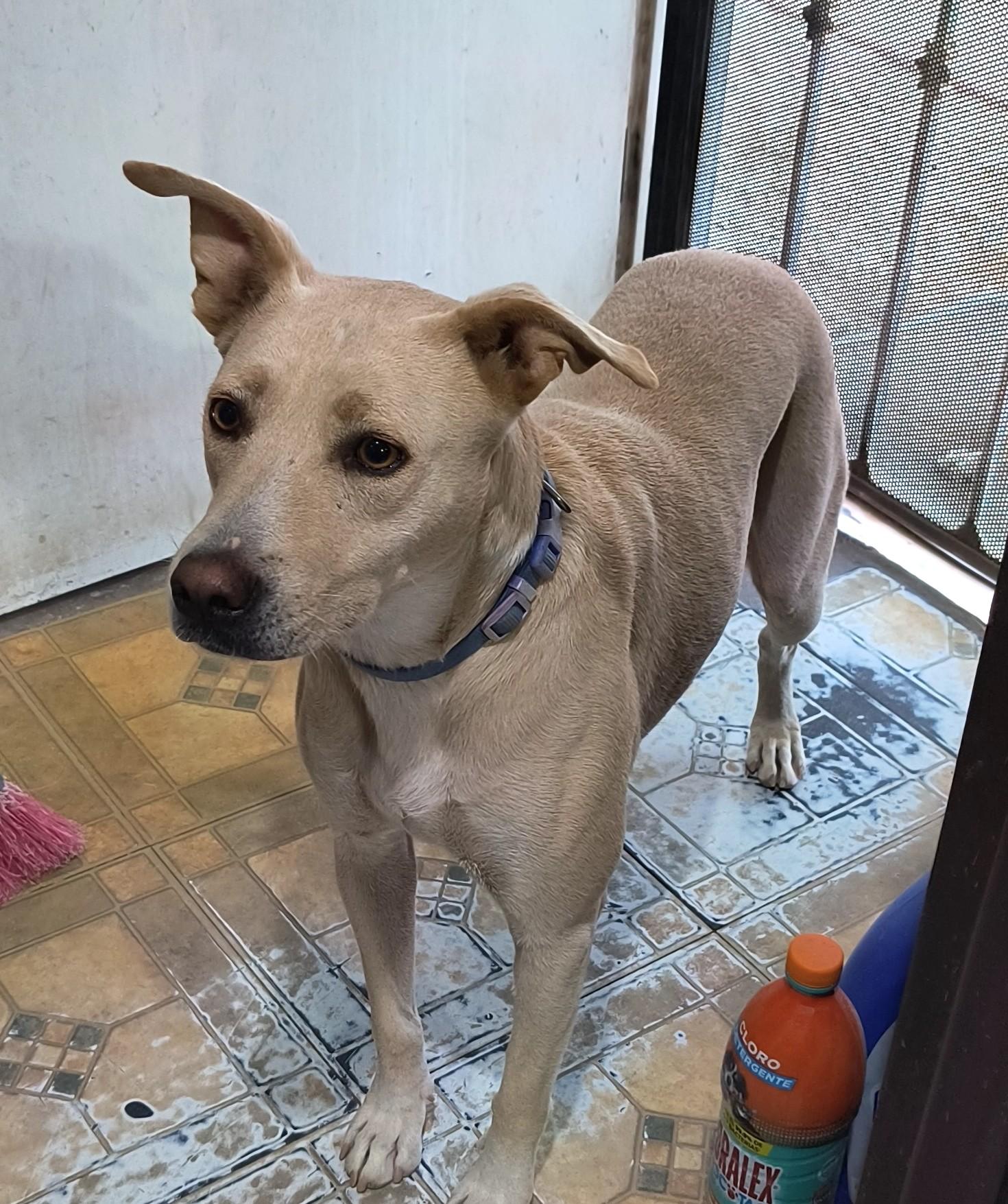 Dobby (2), Adoptable, Adult Male Yellow Labrador Retriever.