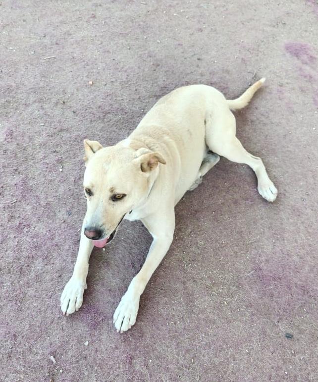 Enlarge Dobby (2), a Adoptable mixed breed in Mexicali, BCN image 3/5
