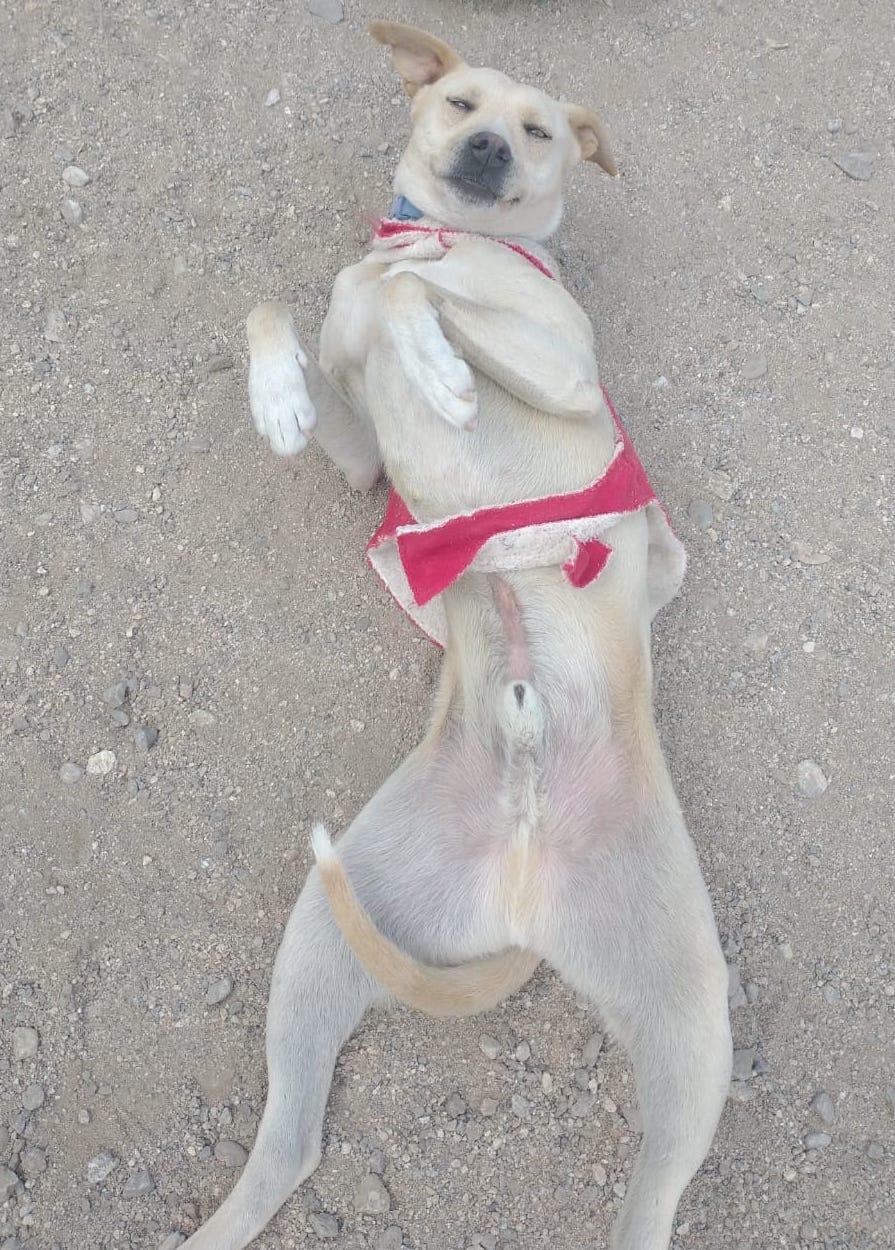 Dobby (2), a Adoptable mixed breed in Mexicali, BCN image 5/6