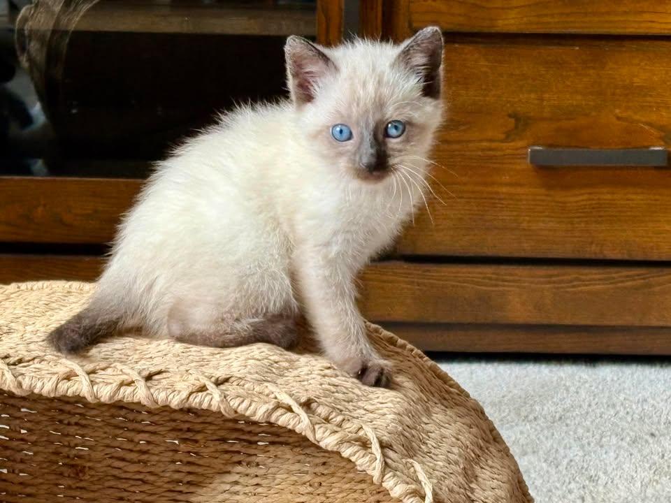 Enlarge Whitey Tighty, a Adopted Domestic Short Hair in Sullivan, IN image 1/1