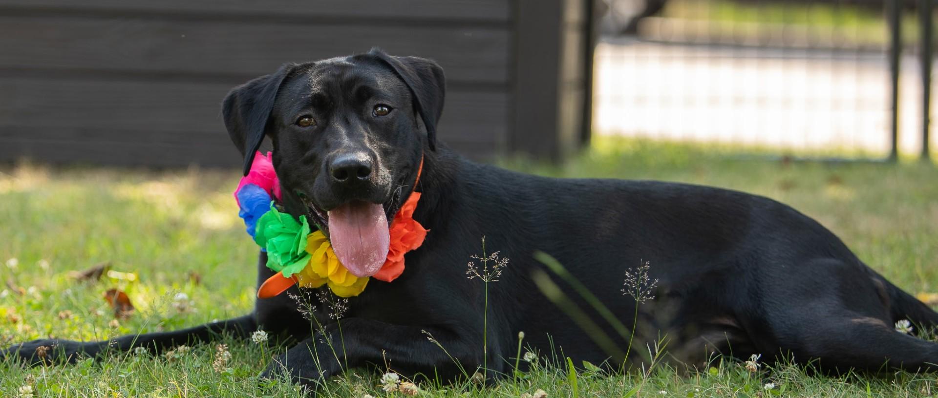 Sadie 1