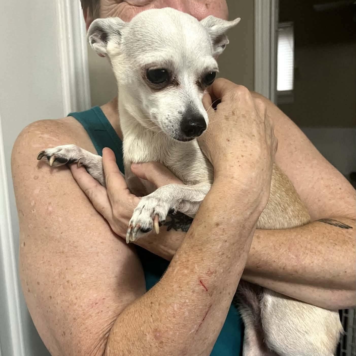 Lady Bird, ADOPTABLE, Adult Female Chihuahua.