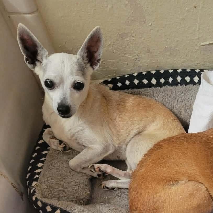 Lady Bird, a ADOPTABLE Chihuahua in Yukon, OK image 2/2