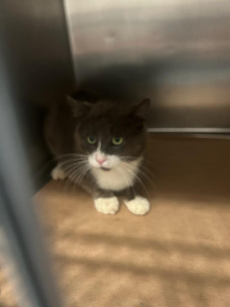 Enlarge Nugget, a Adoptable mixed breed in Cartersville , GA image 1/1