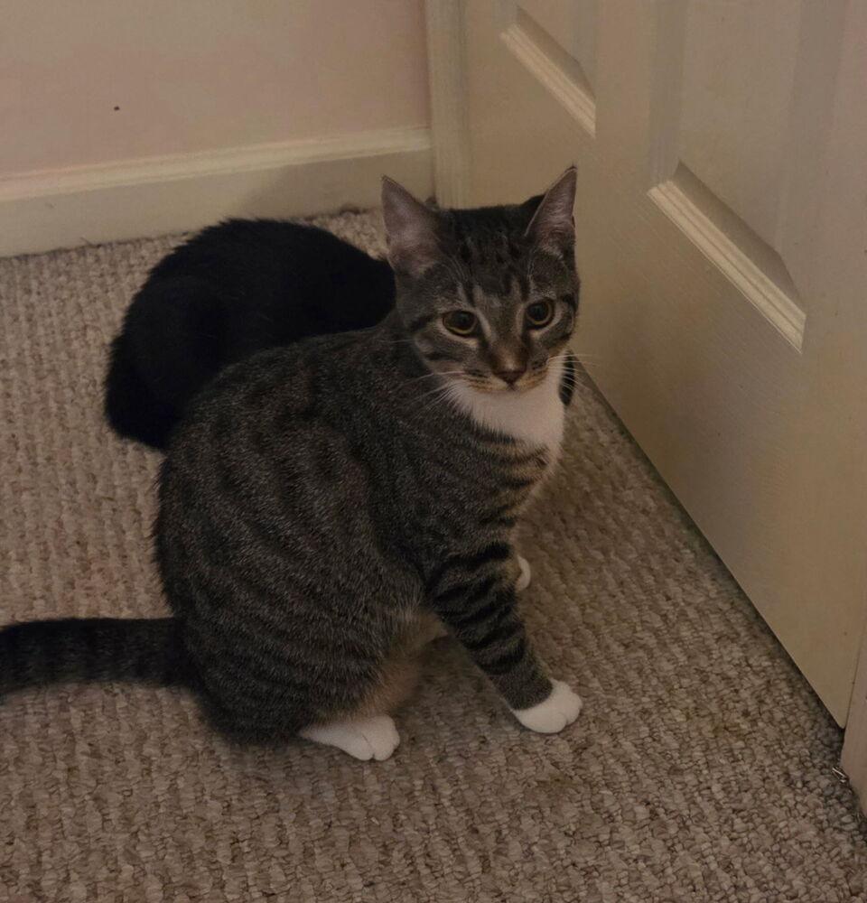 Abba (BONDED PAIR), Adoptable, Kitten Female Domestic Short Hair.