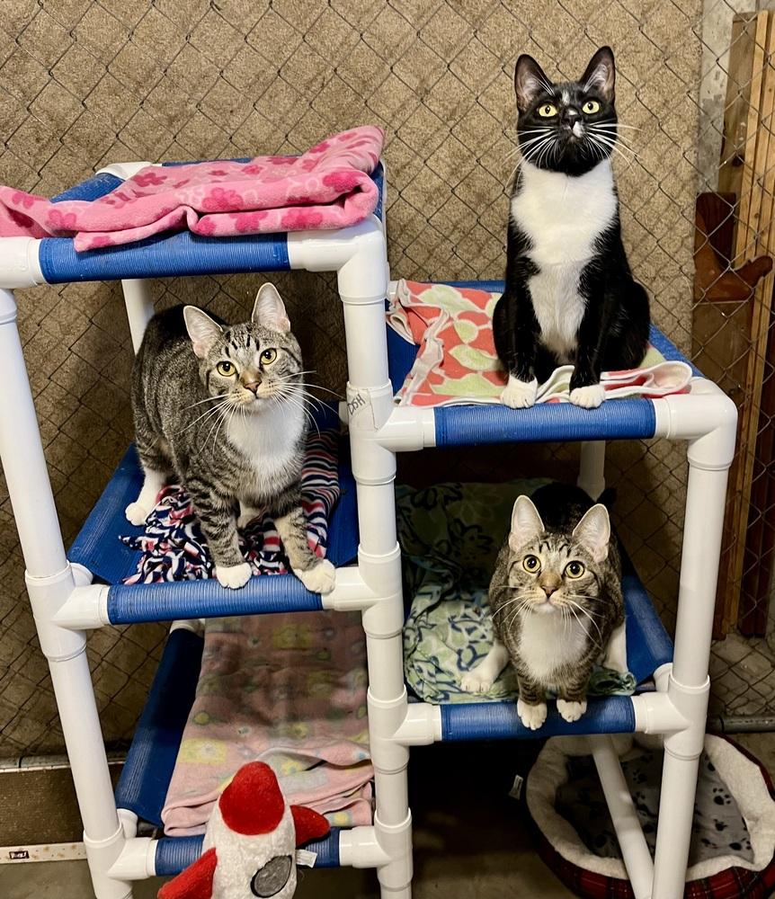 Abba, a Adoptable Domestic Short Hair in Bolton, CT image 2/6