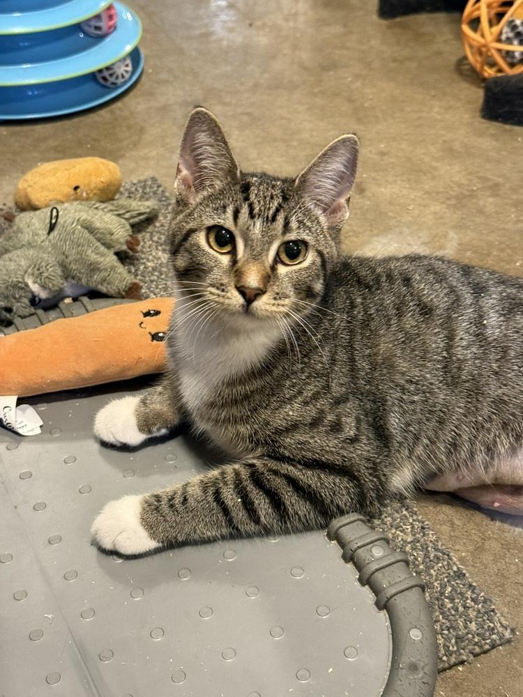 Enlarge Abba (BONDED PAIR), a Adoptable Domestic Short Hair in Bolton, CT image 3/6