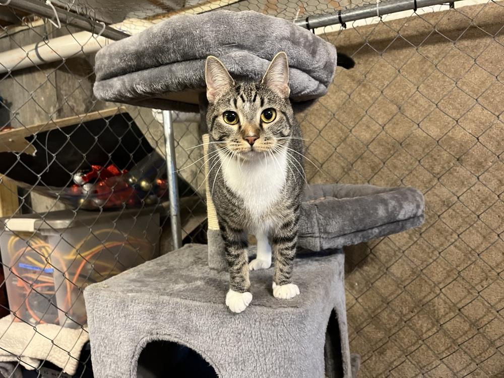 Abba, a Adoptable Domestic Short Hair in Bolton, CT image 3/6