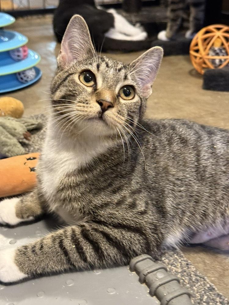 Enlarge Abba (BONDED PAIR), a Adoptable Domestic Short Hair in Bolton, CT image 5/6