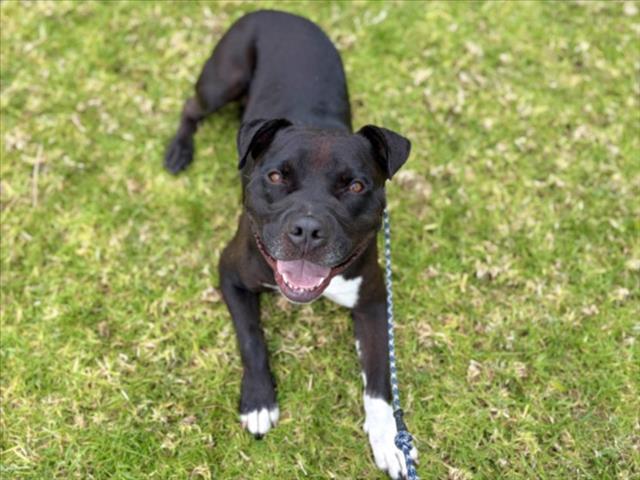 B.A., Adoptable, Adult Male Pit Bull Terrier.