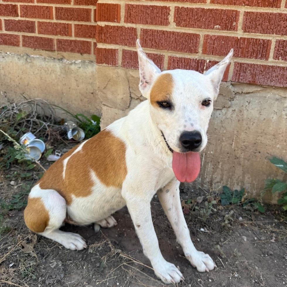 Mitzy, Adoptable, Young Female Jack Russell Terrier.