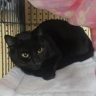 Enlarge Laurel, a ADOPTABLE Domestic Short Hair in Phoenixville, PA image 1/1