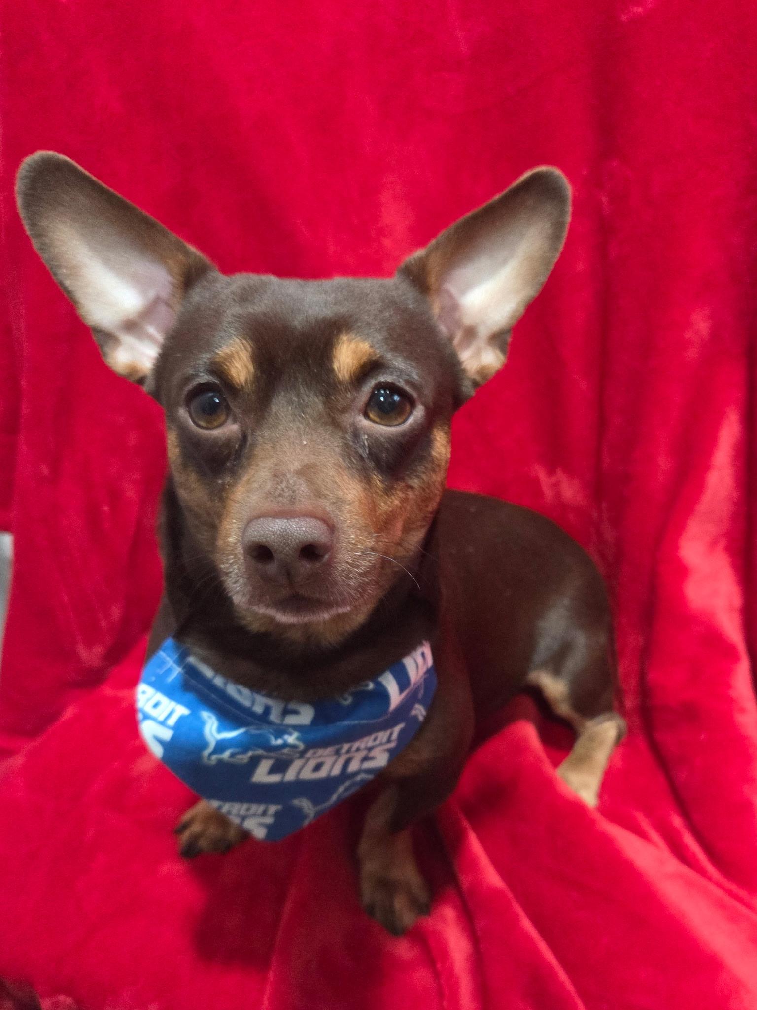 Applie Pie 9 lbs, ADOPTABLE, Young Male Chiweenie & Dachshund.