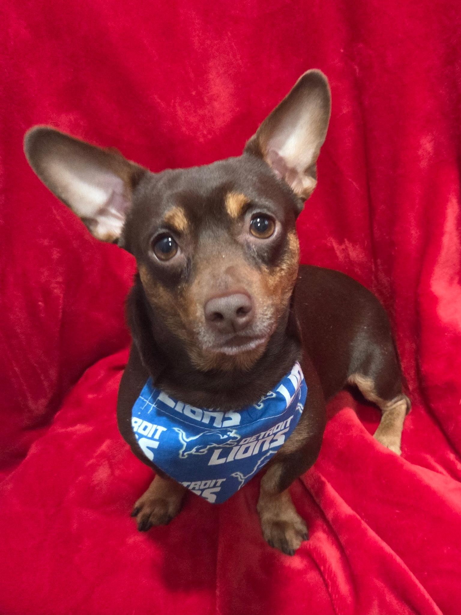 Applie Pie 9 lbs, a ADOPTABLE mixed breed image 2/3