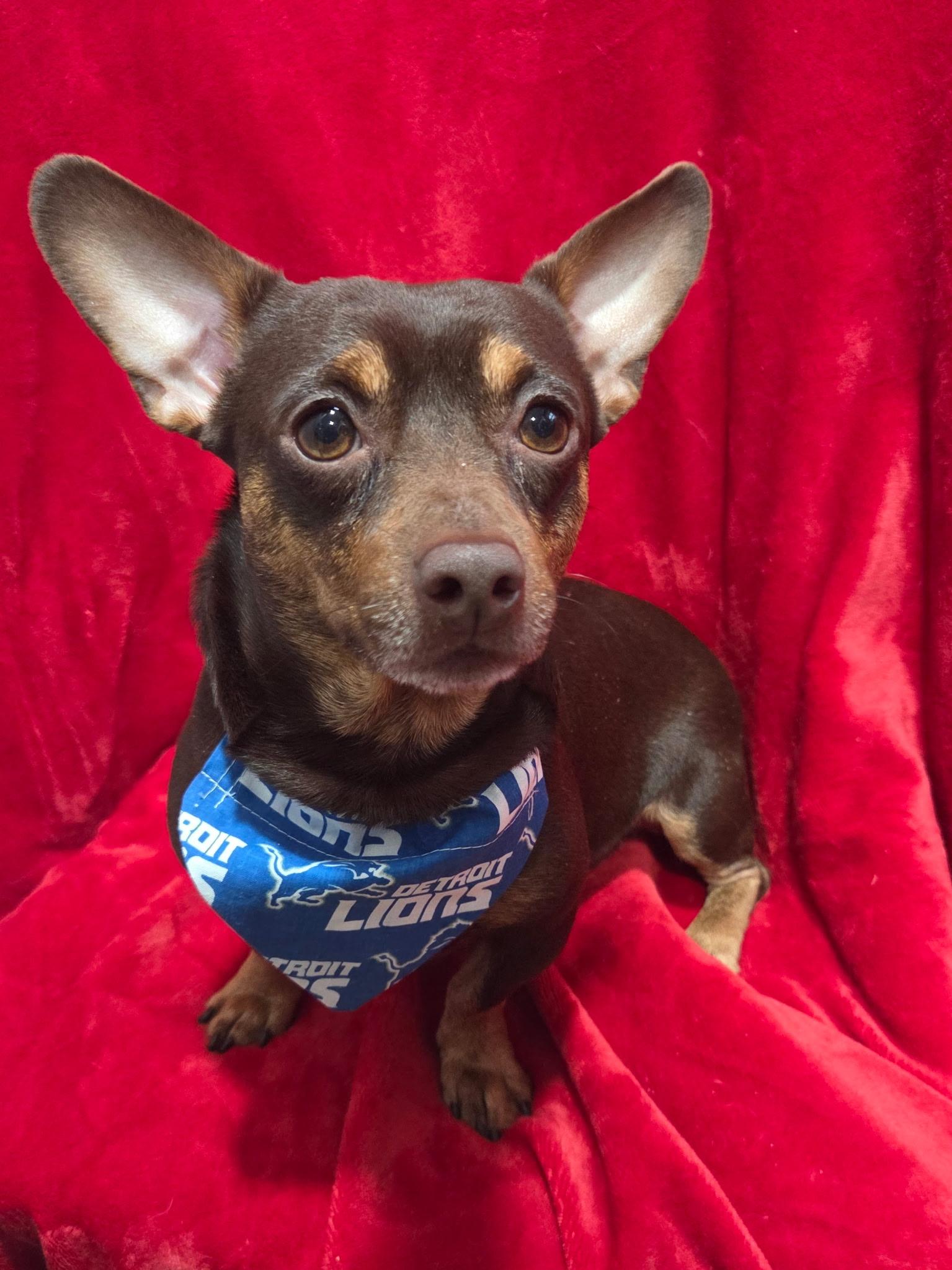 Applie Pie 9 lbs, a ADOPTABLE mixed breed image 3/3