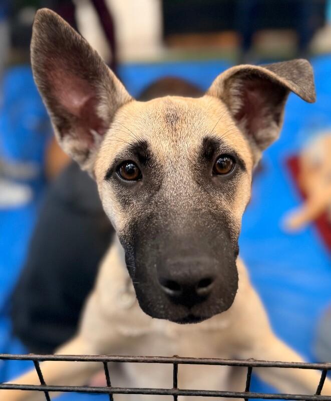Ariana Grrr-ande, a Adoptable mixed breed in Van Nuys, CA image 1/6