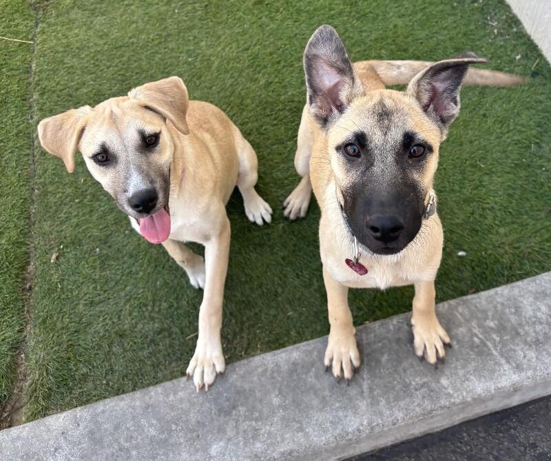 Ariana Grrr-ande, a Adoptable mixed breed in Van Nuys, CA image 1/6
