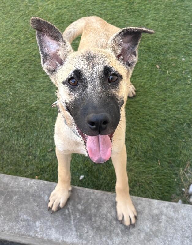 Ariana Grrr-ande, a Adoptable mixed breed in Van Nuys, CA image 2/6