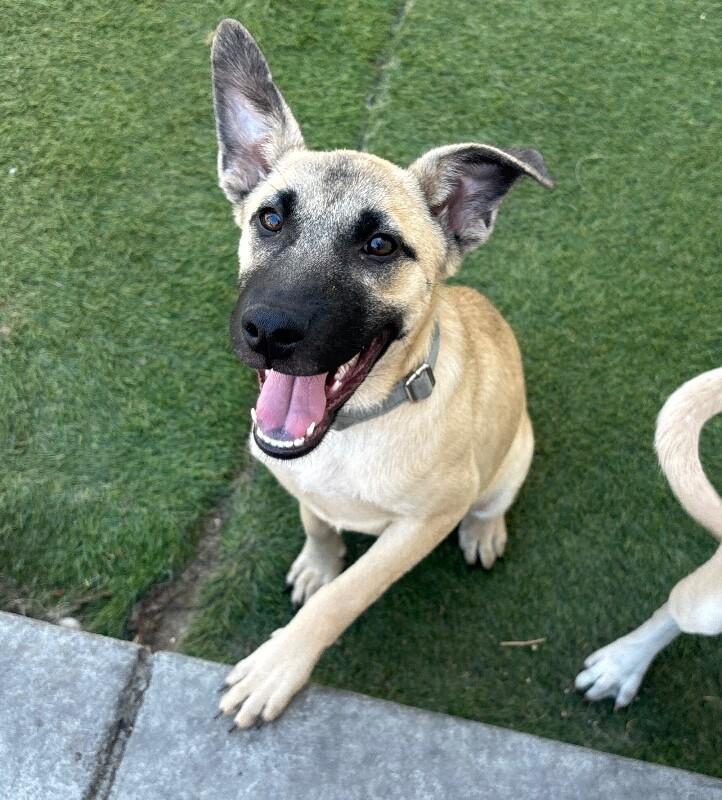 Ariana Grrr-ande, a Adoptable mixed breed in Van Nuys, CA image 3/6